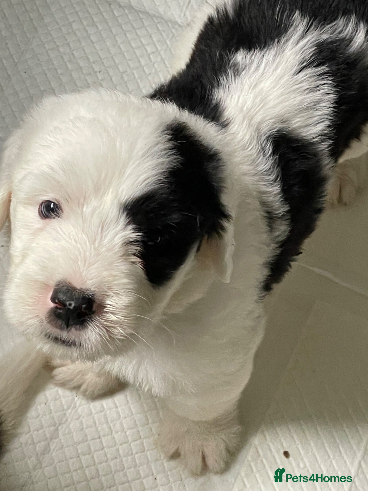 Old English Sheepdog dogs Old English x St Bernard  - Advert 5