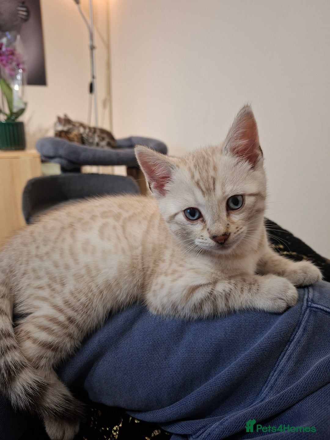 Bengal cats for sale: Four gorgeous Bengal kittens: snow, brown, silver - Advert 4