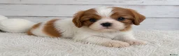 Cavalier King Charles Spaniel dogs for sale: Beautiful Cavalier King Charles Spaniel Puppies - Advert 2