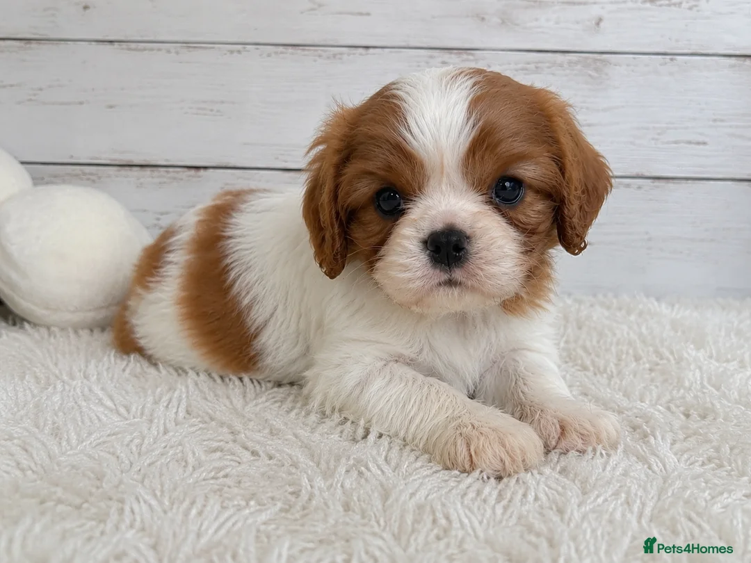Cavalier King Charles Spaniel dogs for sale: Beautiful Cavalier King Charles Spaniel Puppies - Advert 2