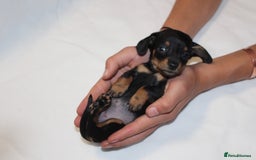 Miniature Dachshund dogs for sale: 🐾❤️ Precious Miniature Dapple Dachshunds ❤️🐾 - Image 1