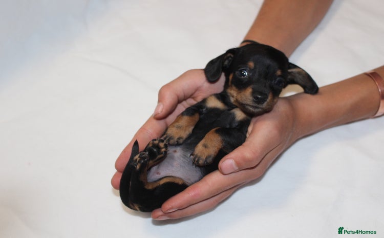 Miniature Dachshund dogs - Advert 3