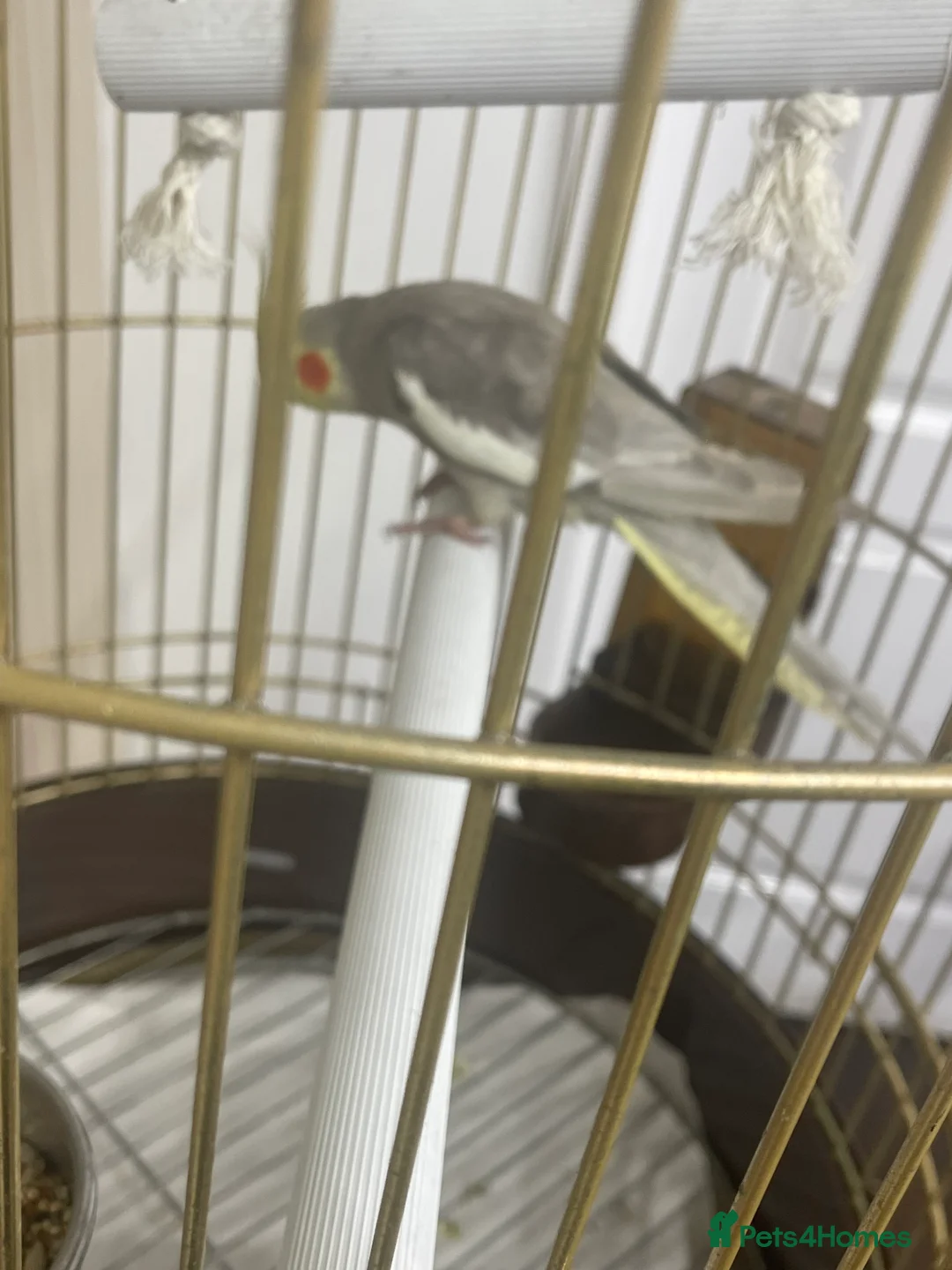 Cockatiels birds for sale: Cockatiel  - Advert 2