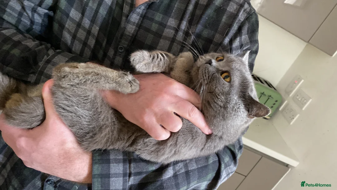 British Shorthair cats for sale: Pedigree stud for sale  - Advert 1