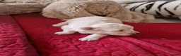 Pomapoo dogs for sale: ☆☆UNIQUE / VERY RARE ☆ 2 FEMALE MICRO BABY BEARS in Bristol - Advert 9