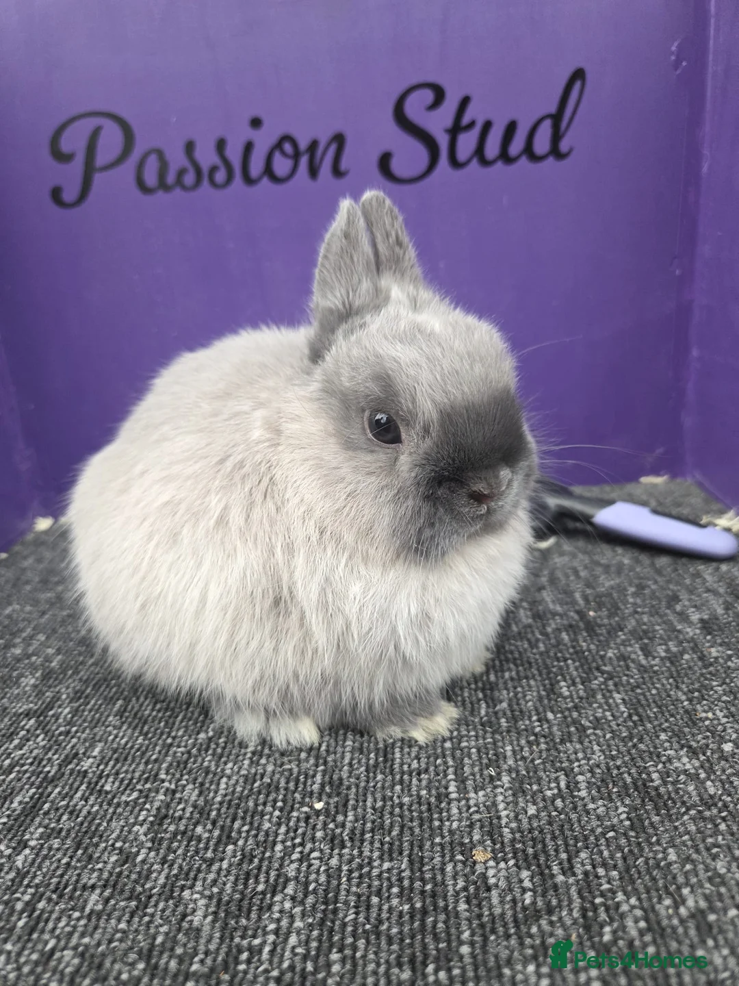 Netherland Dwarf rabbits for sale: Pure bred netherland dwarf buck - Advert 3