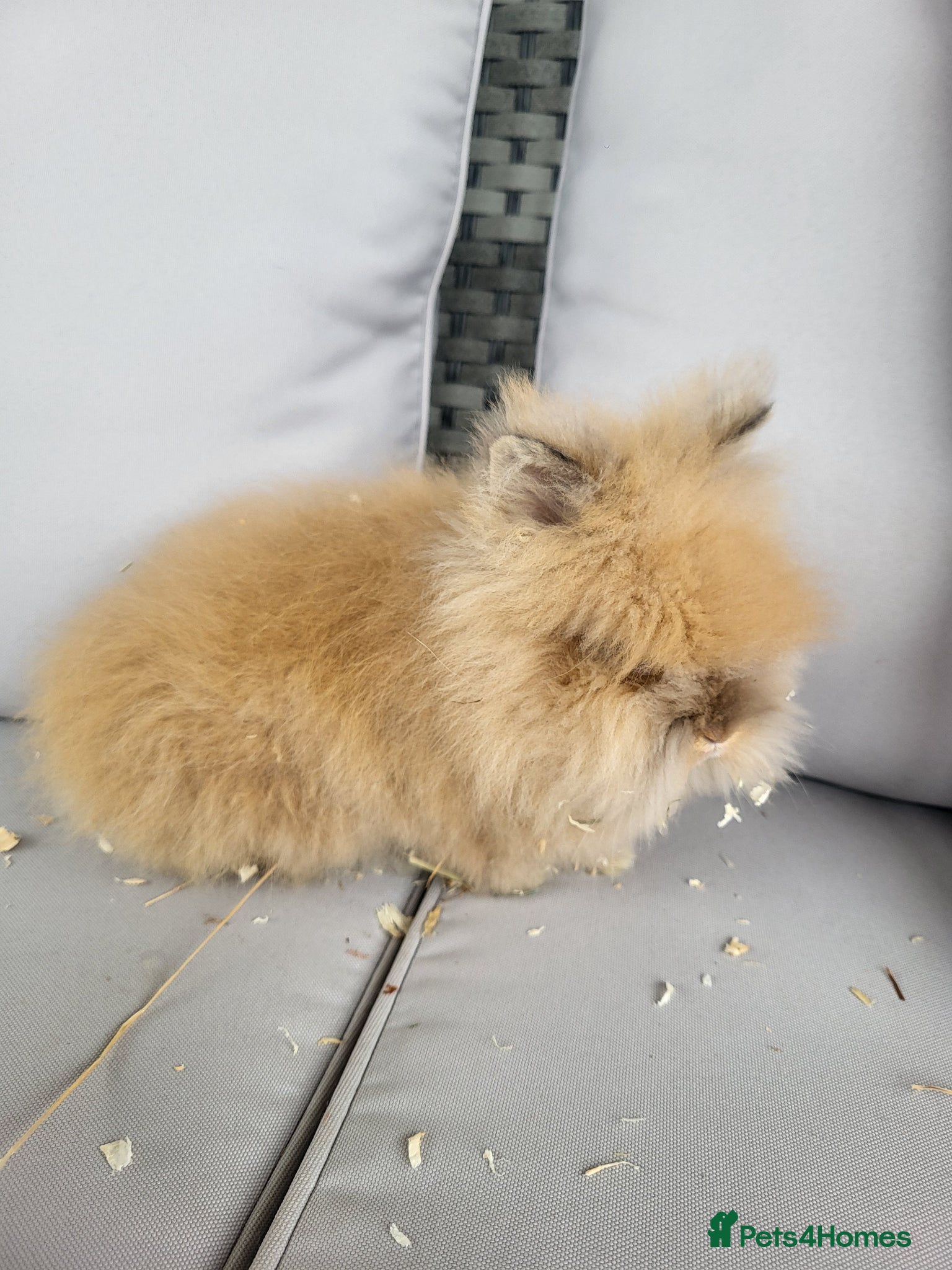 Lionhead rabbits 3 beautiful male lionhead rabbits  - Advert 2