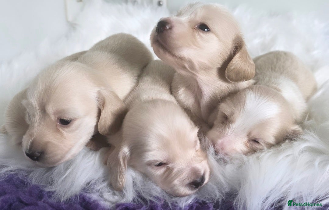 Miniature Dachshund dogs for sale: READY NOW STUNNING KC CREAM MINI DACHSHUNDS  - Image 5