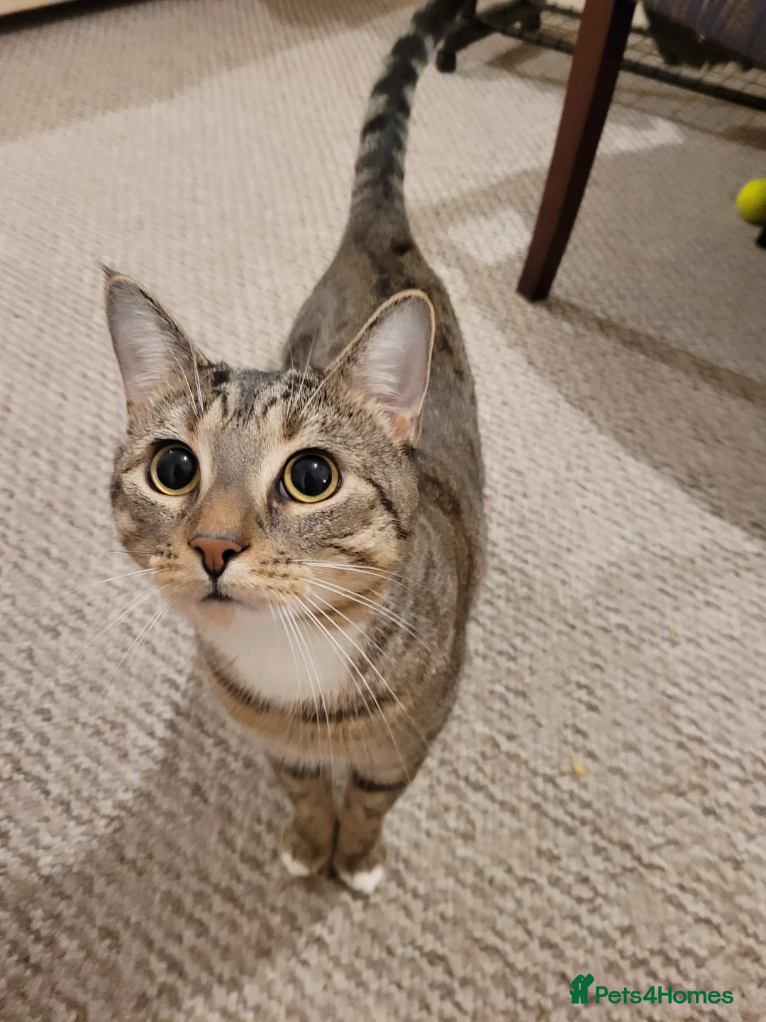 European cats for stud: Stud cat James in Stockport - Advert 1