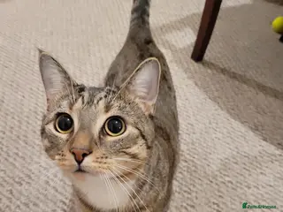 European cats Stud cat James - Advert 1