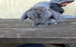 Mini Lop rabbits for sale: Pure bred Mini Lop Bunnies - Image 4