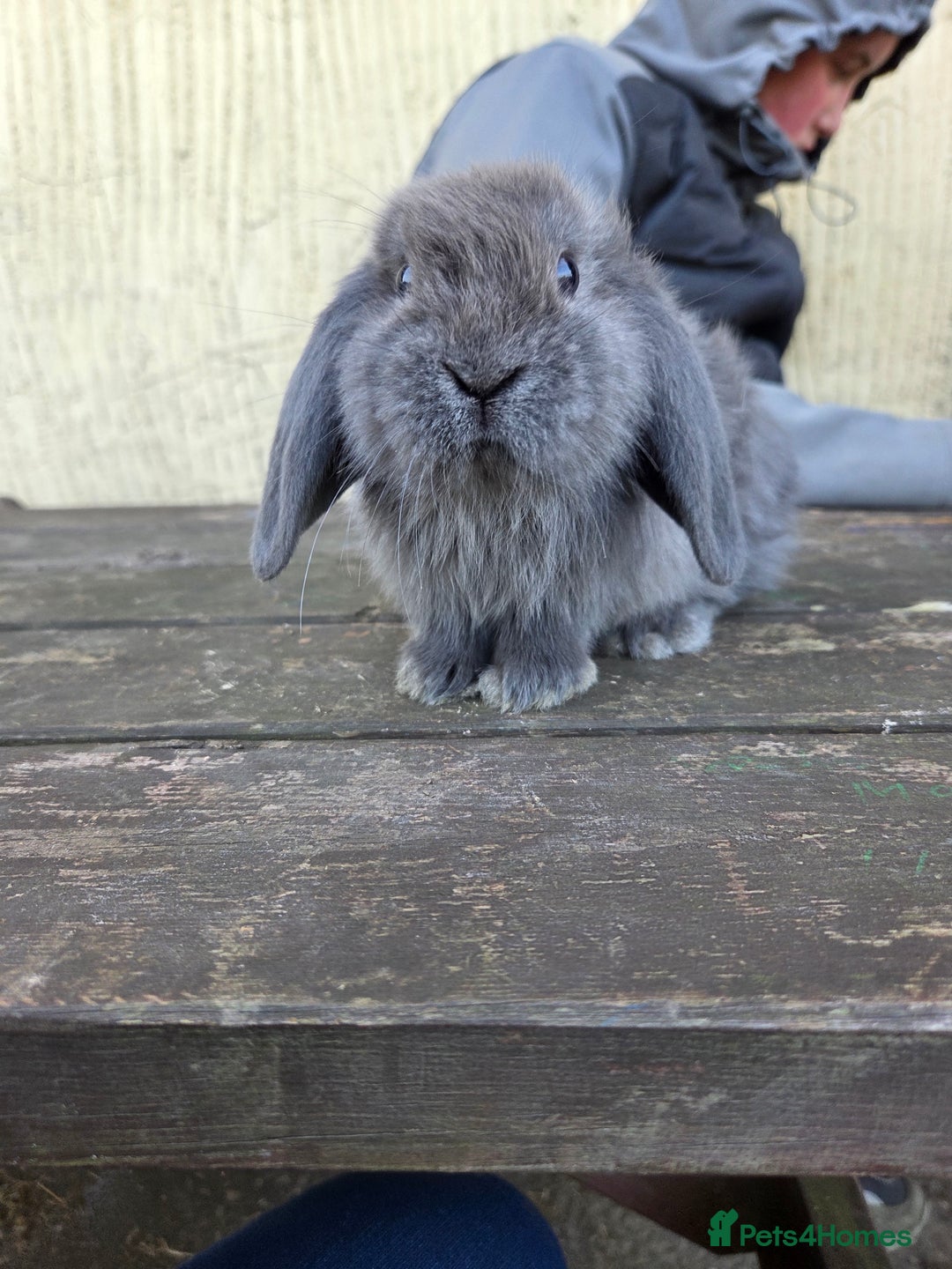Mini Lop rabbits for sale: Pure bred Mini Lop Bunnies - Image 4