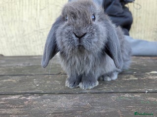 Mini Lop rabbits - Advert 4