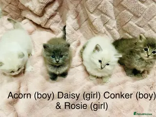 Ragdoll cats Unique Ragdoll Kittens - health tested parents - Advert 1