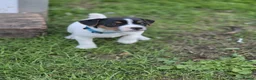 Jack Russell dogs for sale: Tess & jacks puppies - Advert 7