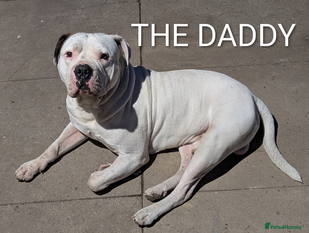 American Bulldog dogs for sale: Johnson American bulldog pups (ready to leave)  - Image 15