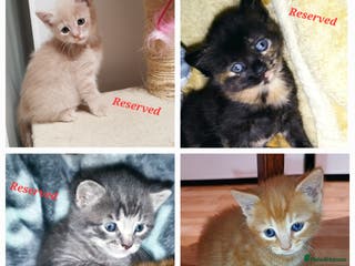 Mixed Breed cats Amazing, very beautiful kittens 3 boys, 1 girl - Advert 6