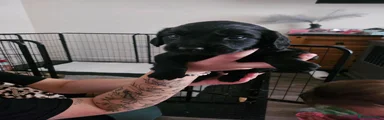 Cocker Spaniel 3
