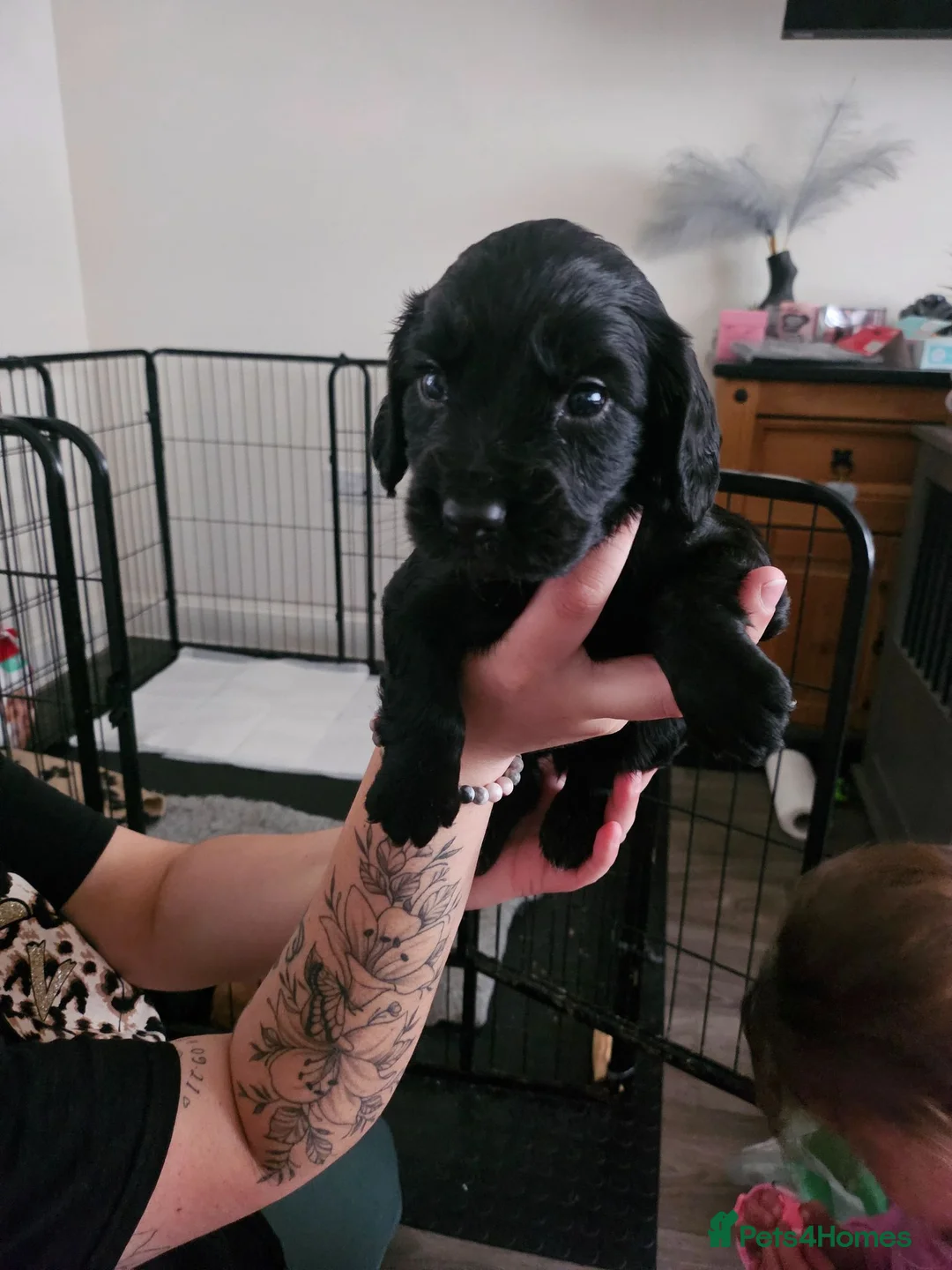 Cocker Spaniel dogs for sale: Cocker spaniel pups - Advert 11