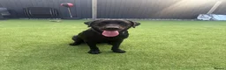 Labrador Retriever dogs for sale: 11 month old Labrador 🐾 in Norwich - Advert 1
