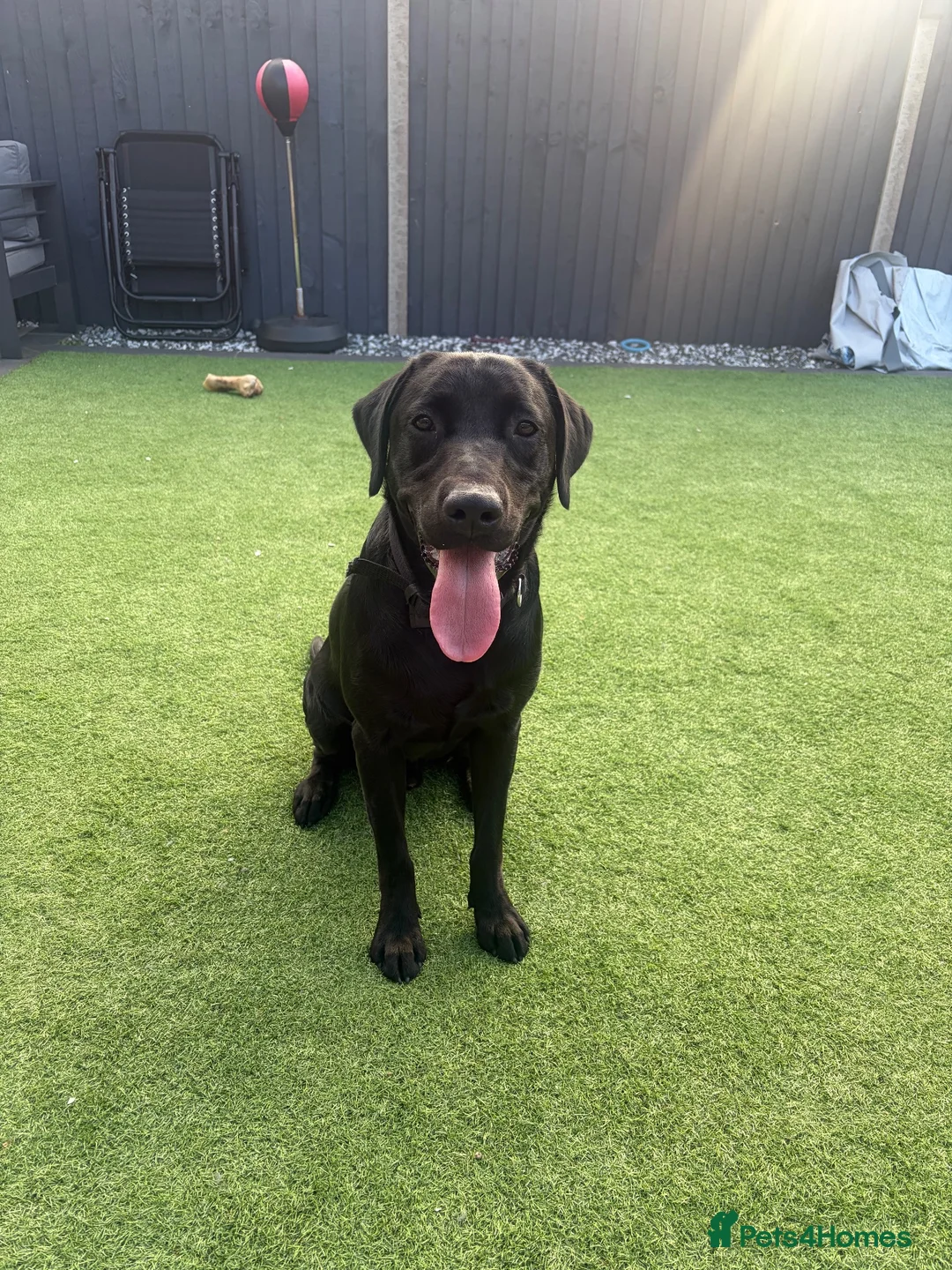 Labrador Retriever dogs for sale: 11 month old Labrador 🐾 in Norwich - Advert 1