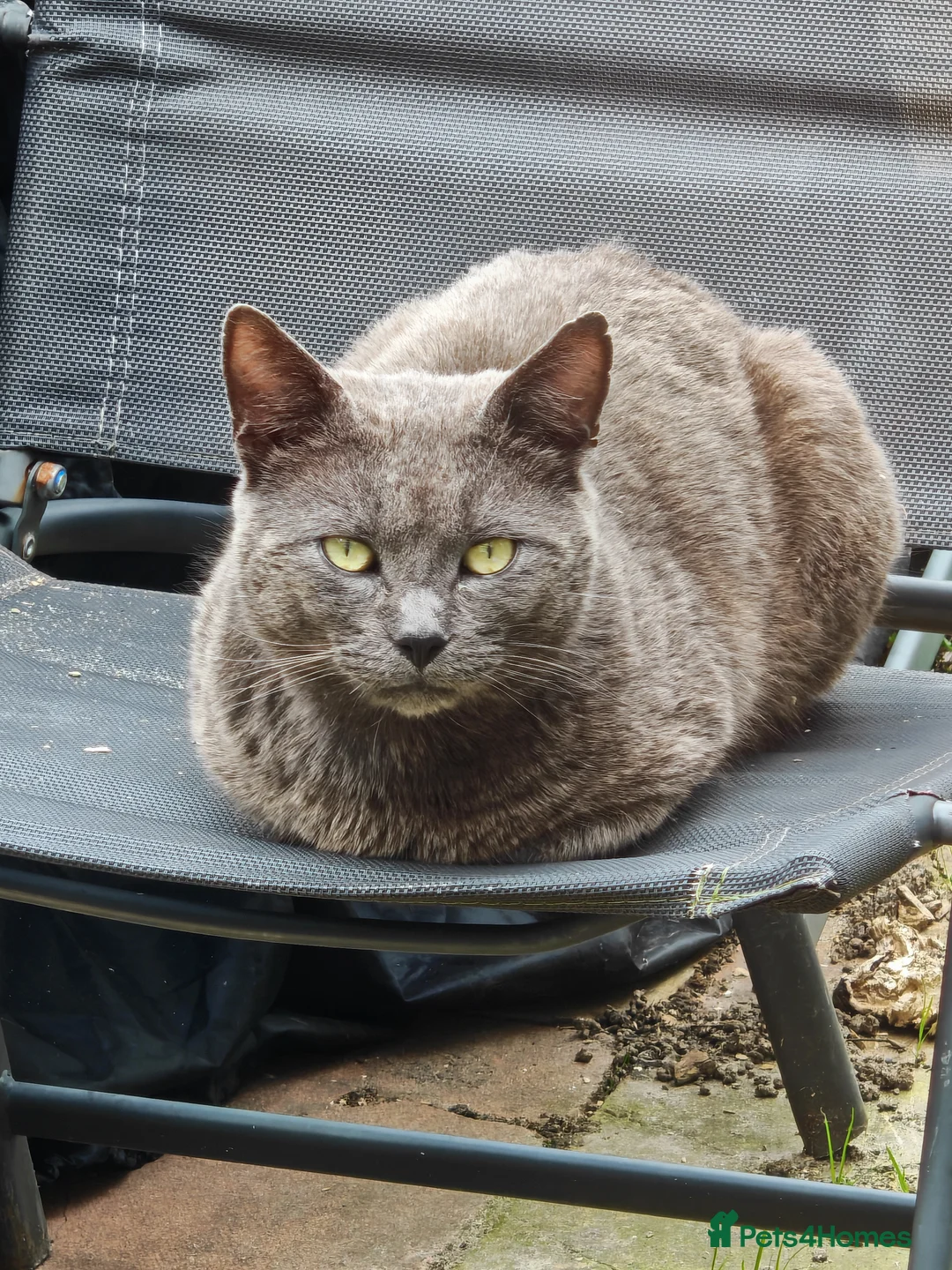 British Shorthair cats for sale:  4 adorable British Shorthair female kittens 🐾 - Advert 7