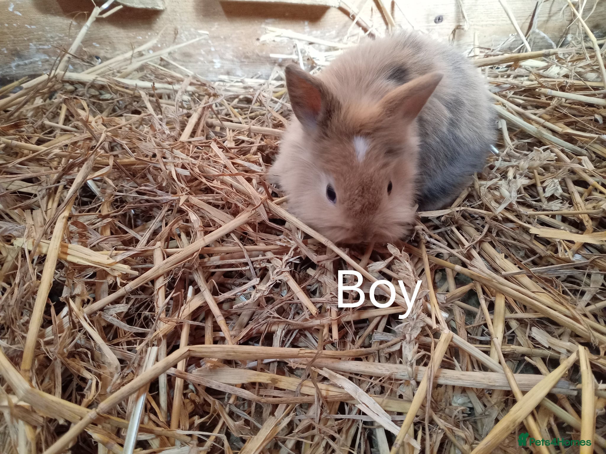Mini Lion Lop rabbits Lop cross lionhead babies - Advert 1