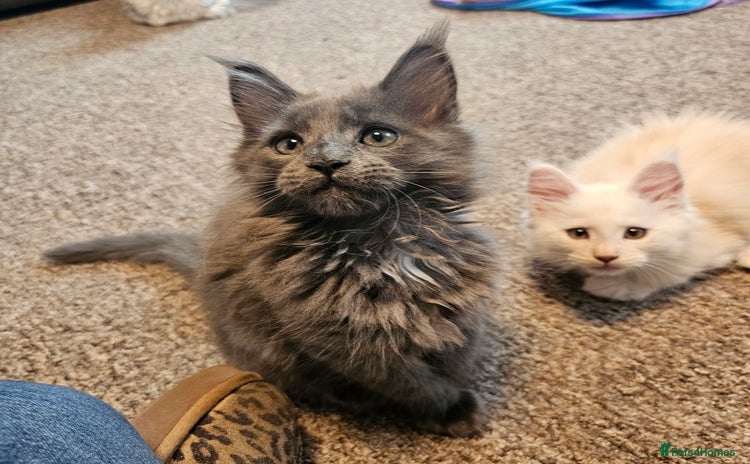 Maine Coon cats - Advert 16