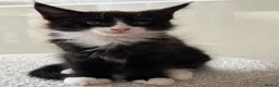 Mixed Breed cats for sale: Half Maine Coon Kittens - Beautiful Pair 🐾 - Advert 16