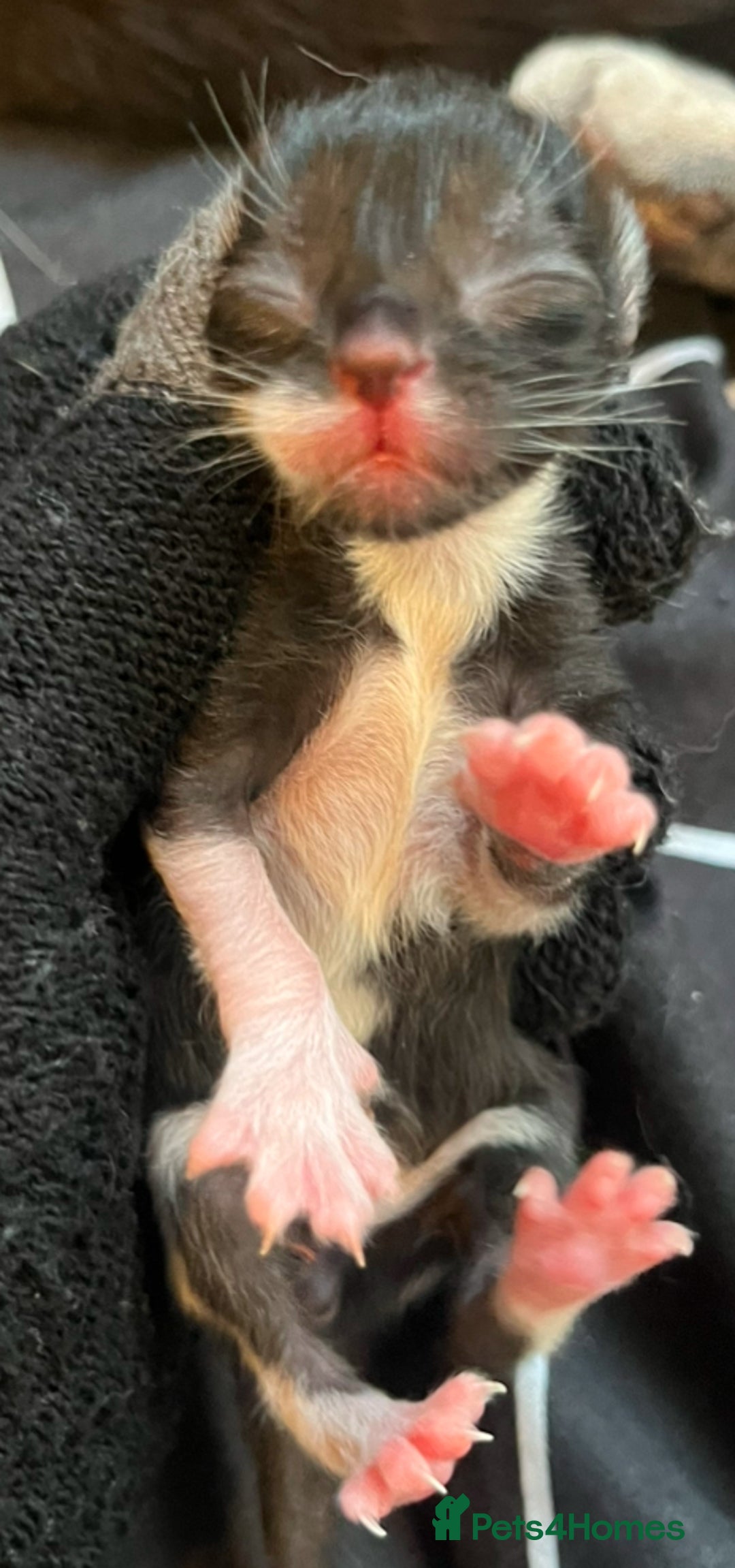Mixed Breed cats for sale: Beautiful kittens for sale 🥰 - Advert 5