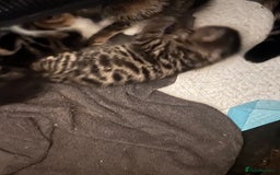 British Shorthair cats for sale: 4 Beautiful British Shorthair cross Kittens  - Image 28