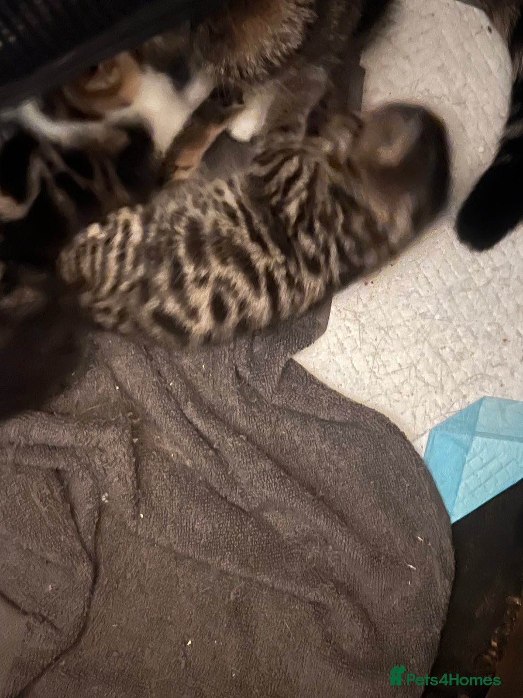 British Shorthair cats for sale: 4 Beautiful British Shorthair cross Kittens  - Image 28