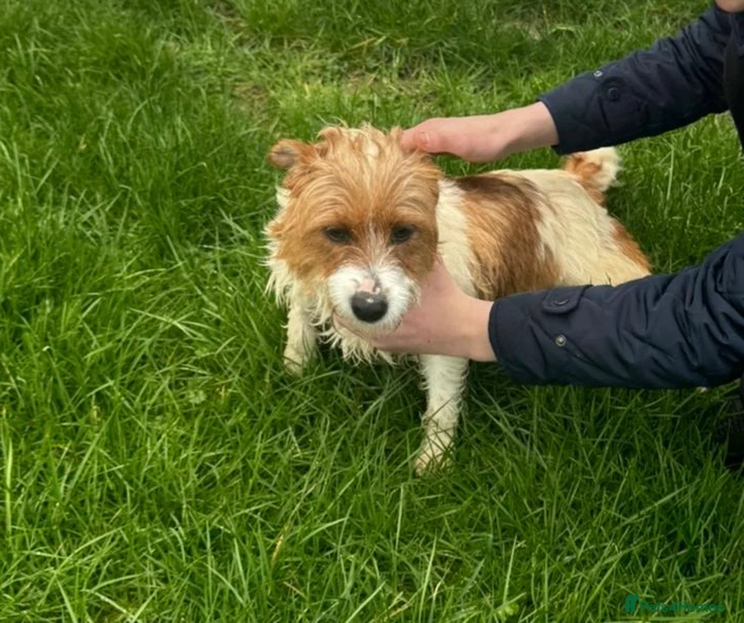 Jack Russell dogs for sale: 3 male tricolour long haired jackrussel puppies  - Advert 21