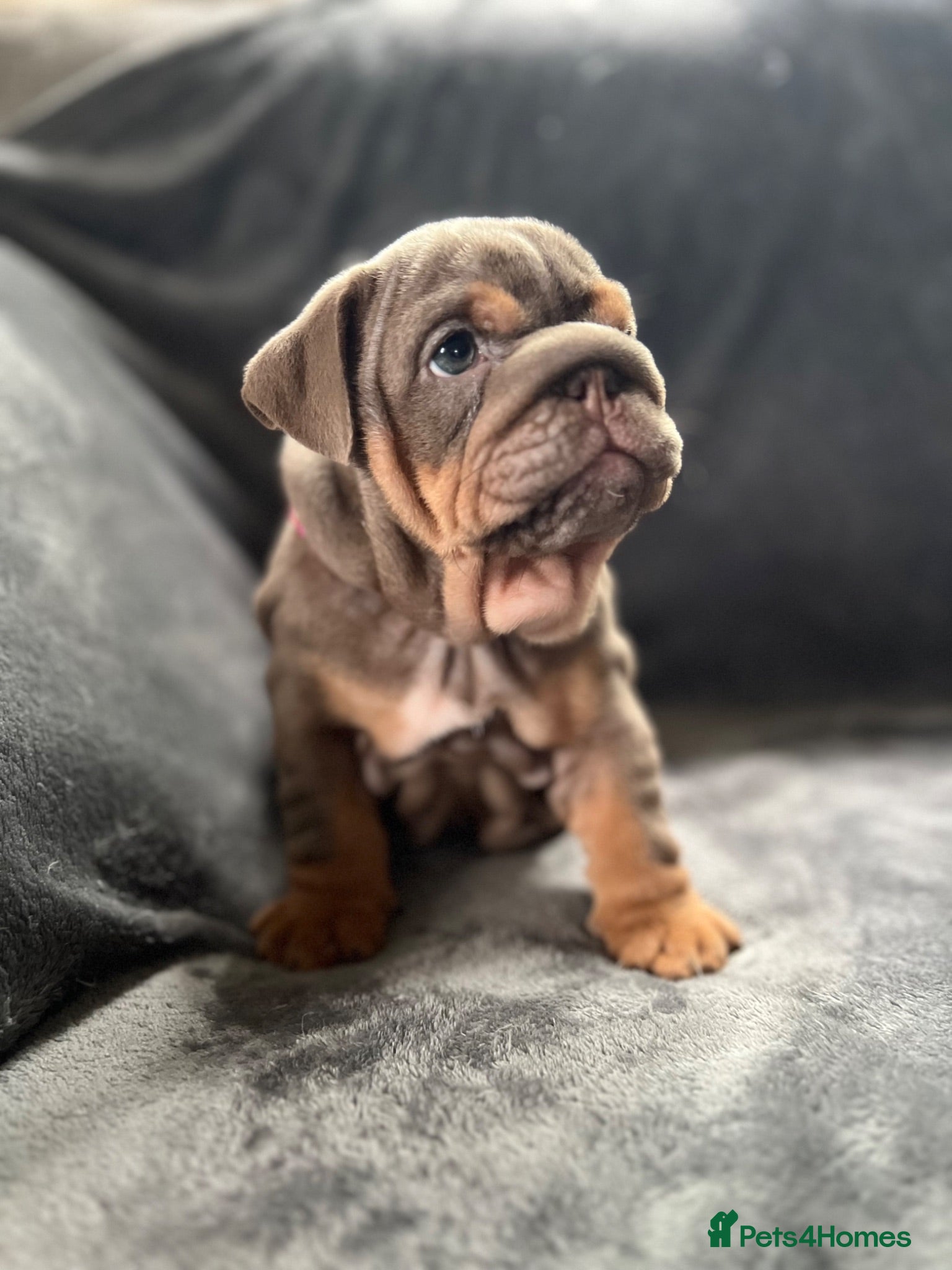 English Bulldog dogs 🐶Gorgeous KC English Bulldog Puppies🐶 - Advert 2
