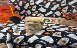 Maltipoo dogs for sale: F1 health tested toy (Asian) maltipoos🩷🩷 - Image 6