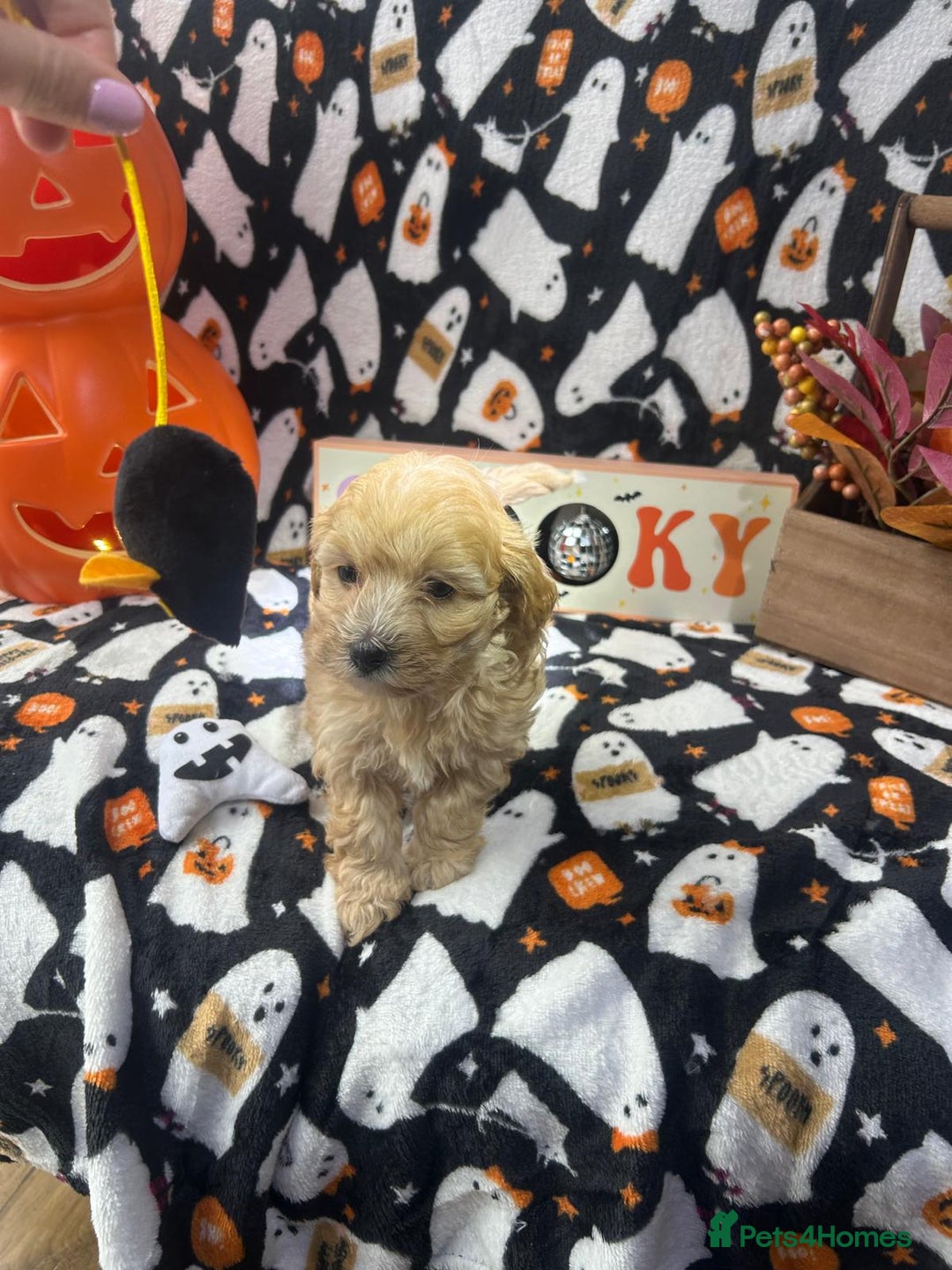 Maltipoo dogs for sale: F1 health tested toy (Asian) maltipoos🩷🩷 - Image 6