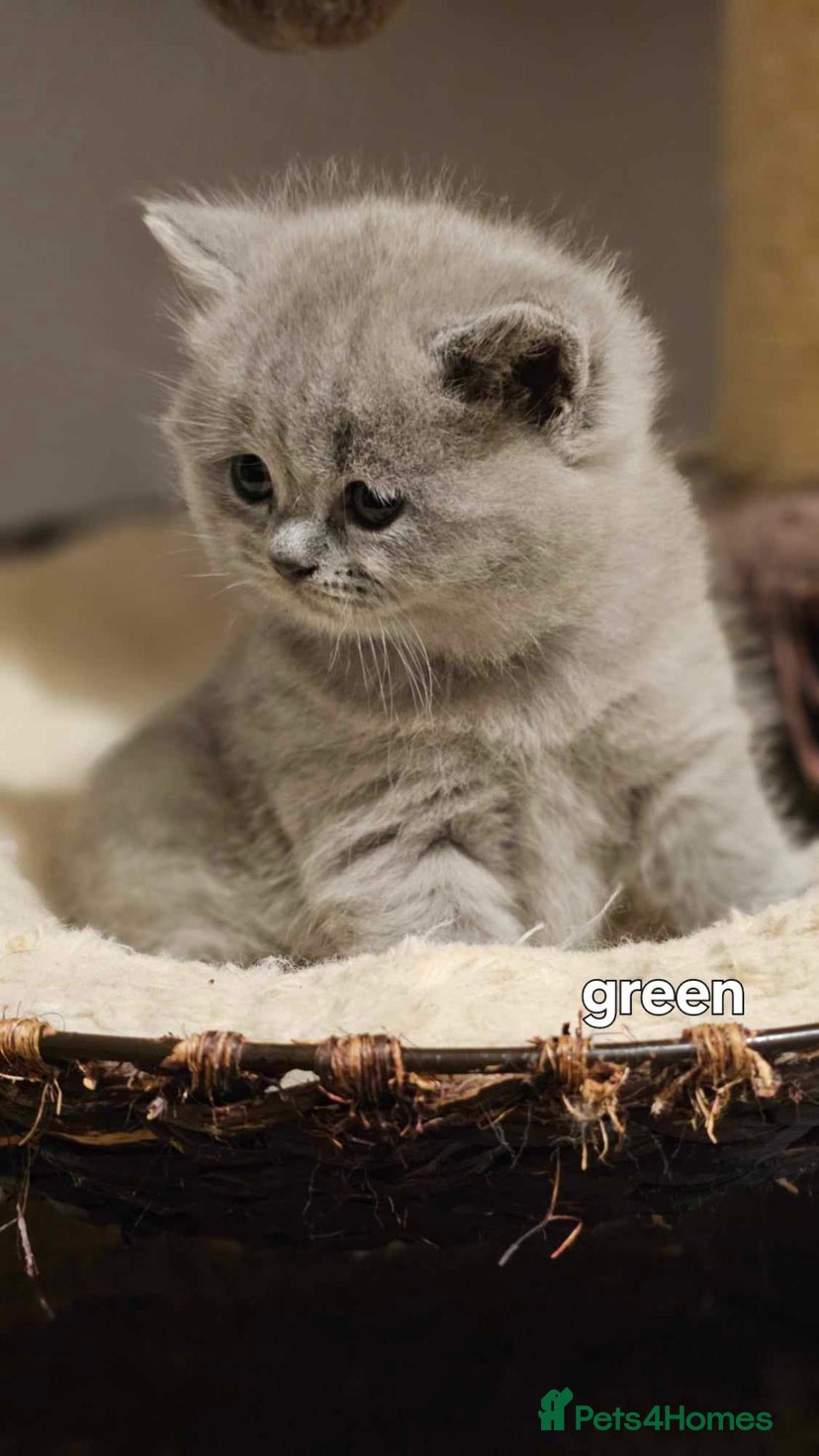 Free Kittens for sale | Pets4Homes