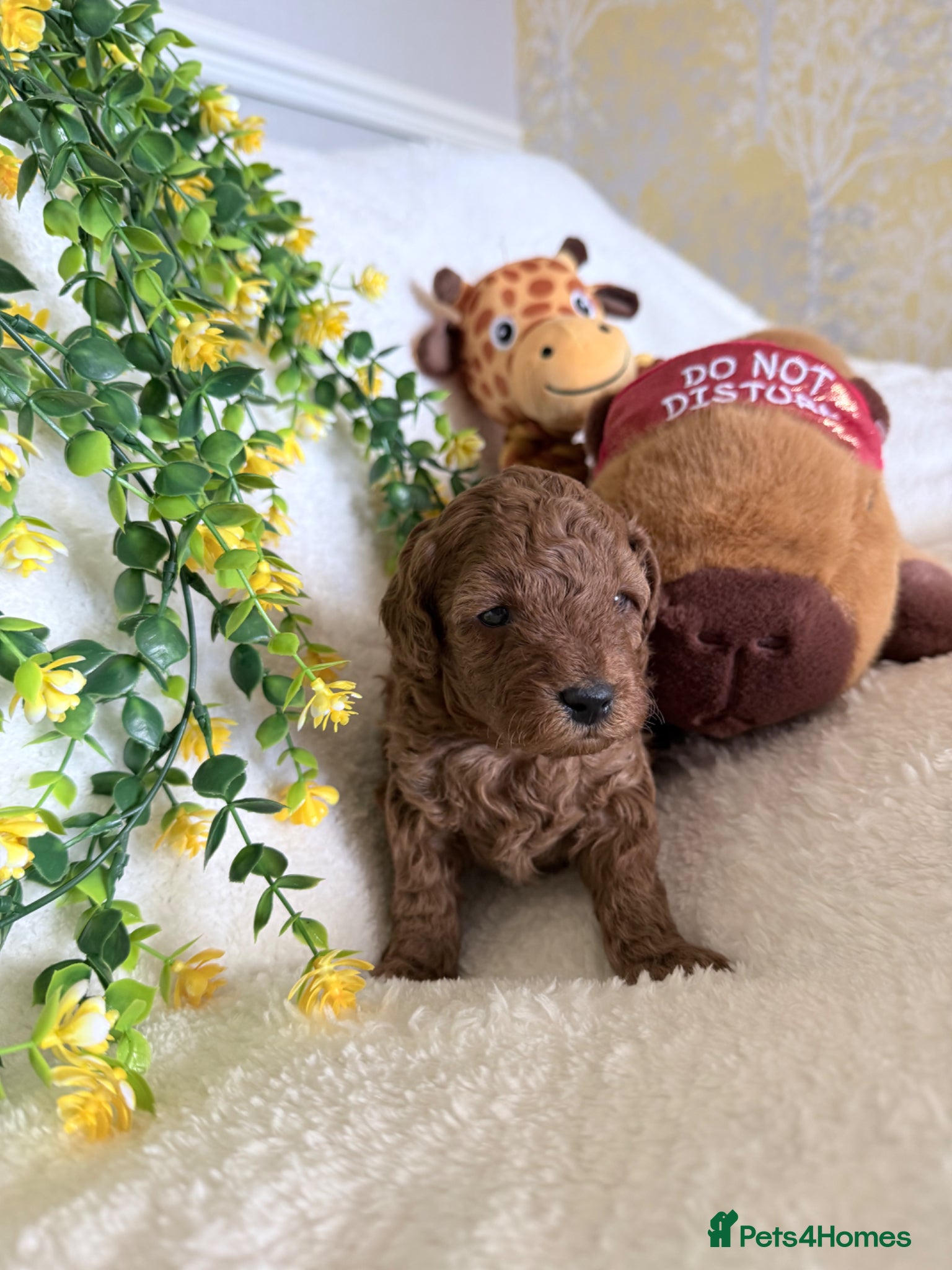 Cavapoo dogs Cavapoo puppies F1B - Advert 2