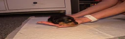 Miniature Dachshund dogs for sale: Beautiful miniature dachshund  in Swansea - Advert 3