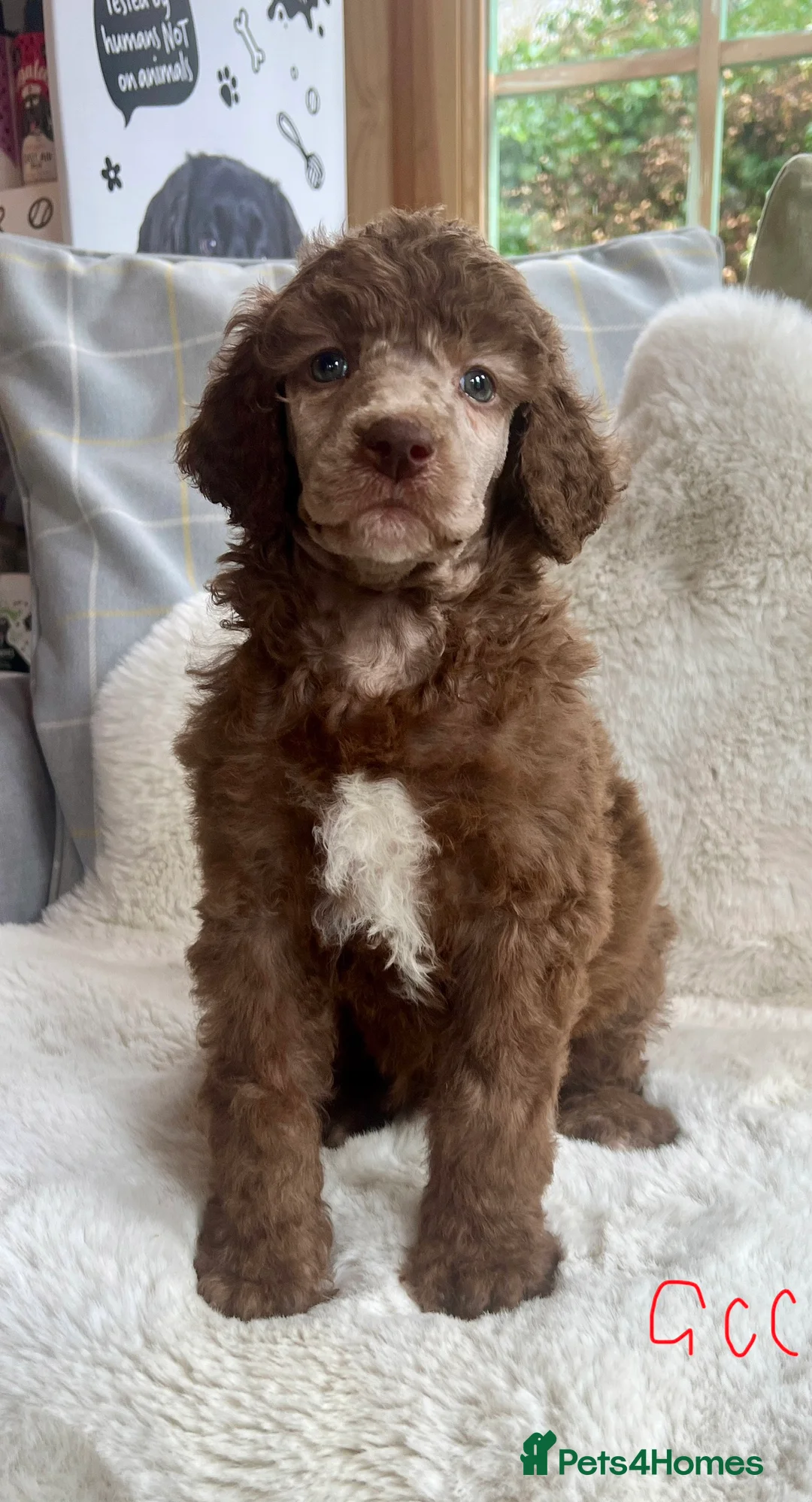 Standard Poodle dogs for sale: Stunning KC reg standard poodles  - Advert 15
