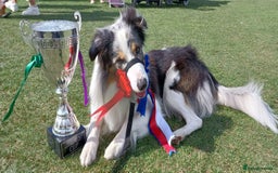 Border Collie dogs for sale: Litter 2 Blue Merles 1 Black and White collie pups - Image 5