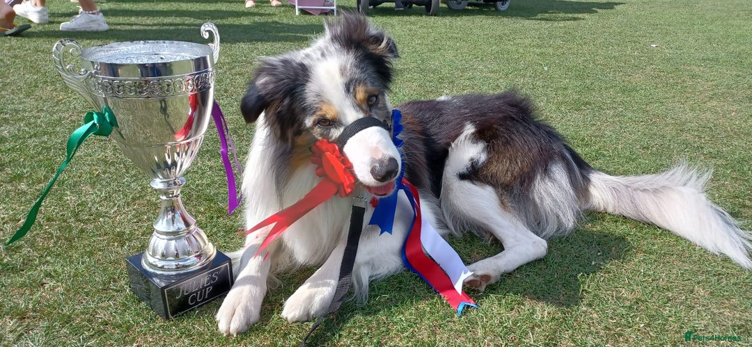 Border Collie dogs for sale: Litter 2 Blue Merles 1 Black and White collie pups - Image 5