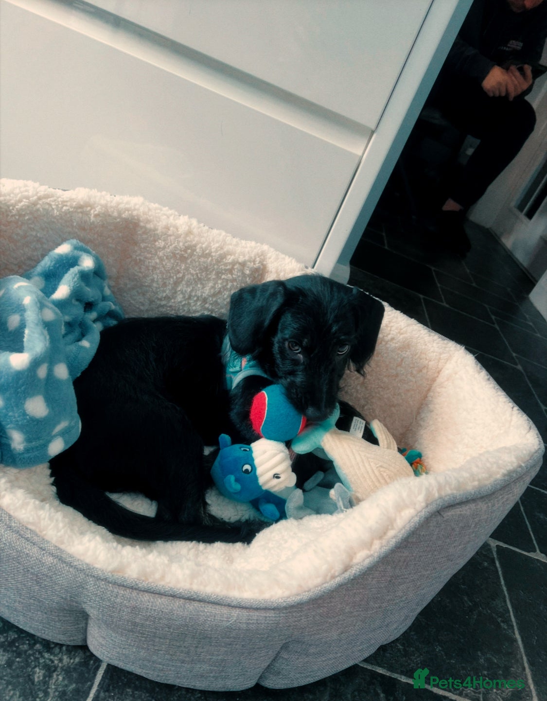 Doxiepoo dogs Barney  - Advert 17