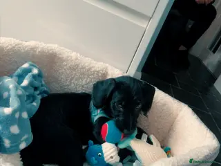 Doxiepoo dogs Barney - Advert 17