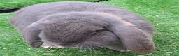 Continental Giant rabbits for sale: PURE HEALTHY Continental Giants PROVEN FOR STUD🐰  - Advert 14