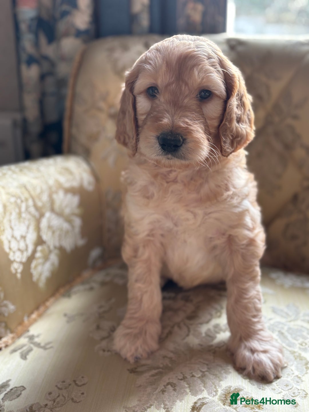 Goldendoodle dogs for sale: Goldendoodle pups - Advert 4