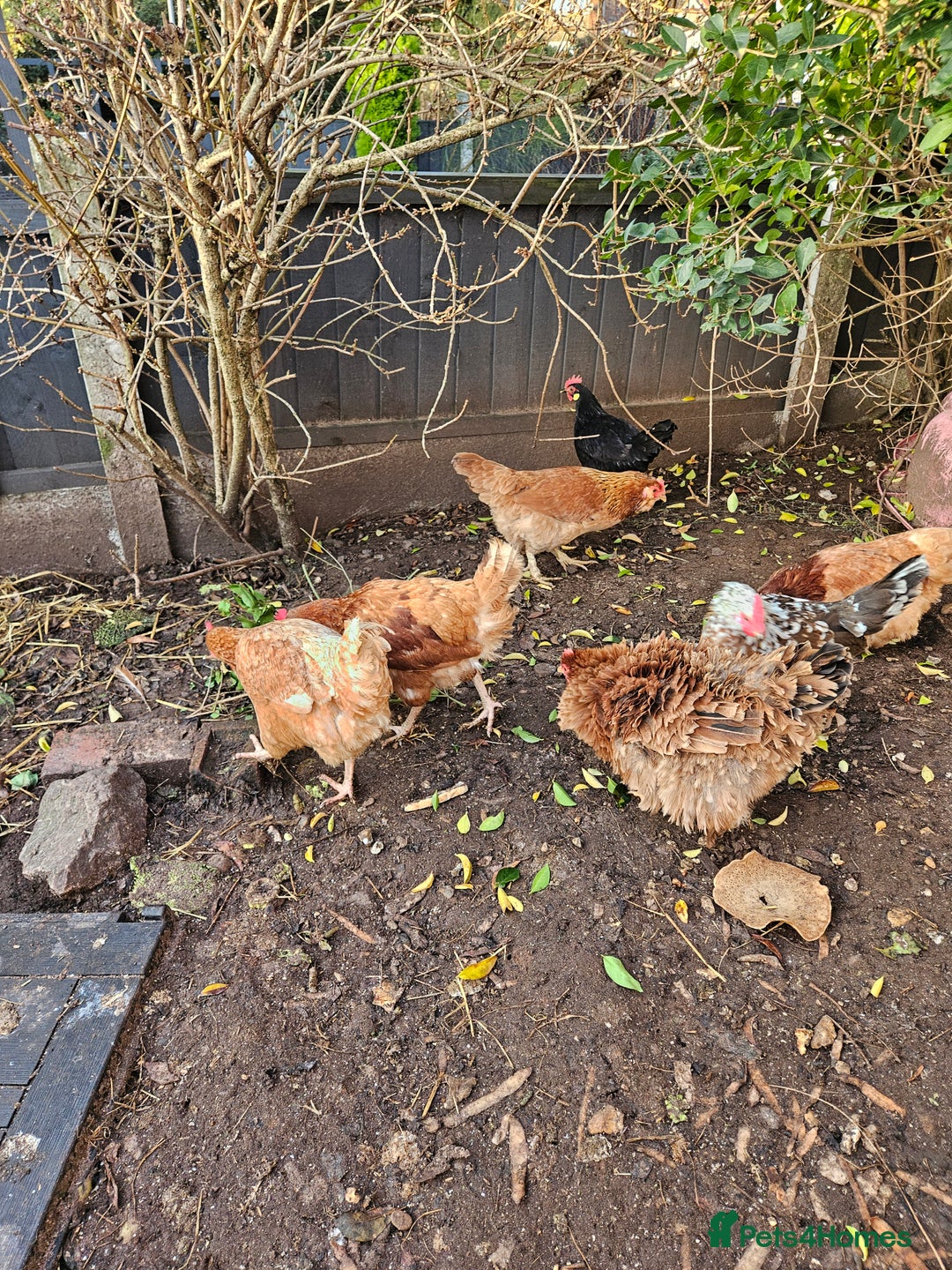 Chickens poultry for sale: 11 hens 1 cockrel  - Advert 15