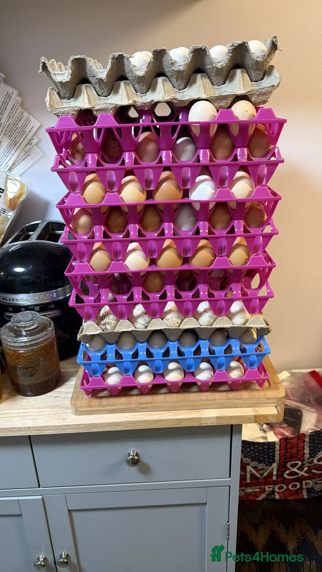 Chickens poultry for sale: Hatching Eggs: pure Serama, Bantam & LF Hybrids - Advert 5