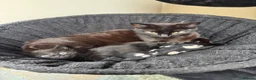 Mixed Breed cats for sale: Beautiful Black Kitten  - Advert 1
