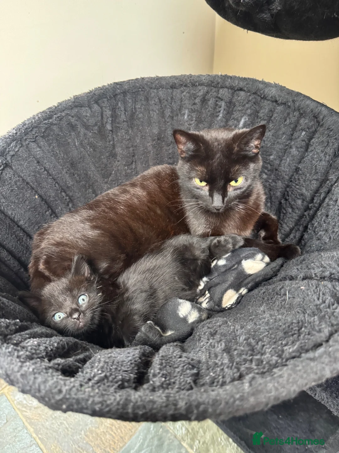 Mixed Breed cats for sale: Beautiful Black Kitten  - Advert 1